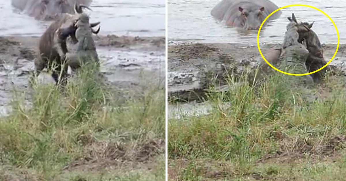 crocodile.jpg?resize=412,232 - Des hippopotames sauvent un gnou attaqué par deux crocodiles !