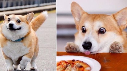 conoce a gen un corgi de japon con expresiones faciales mas divertidas e1599864501425.jpg?resize=412,232 - Découvrez Gen, un chien corgi du Japon super expressif
