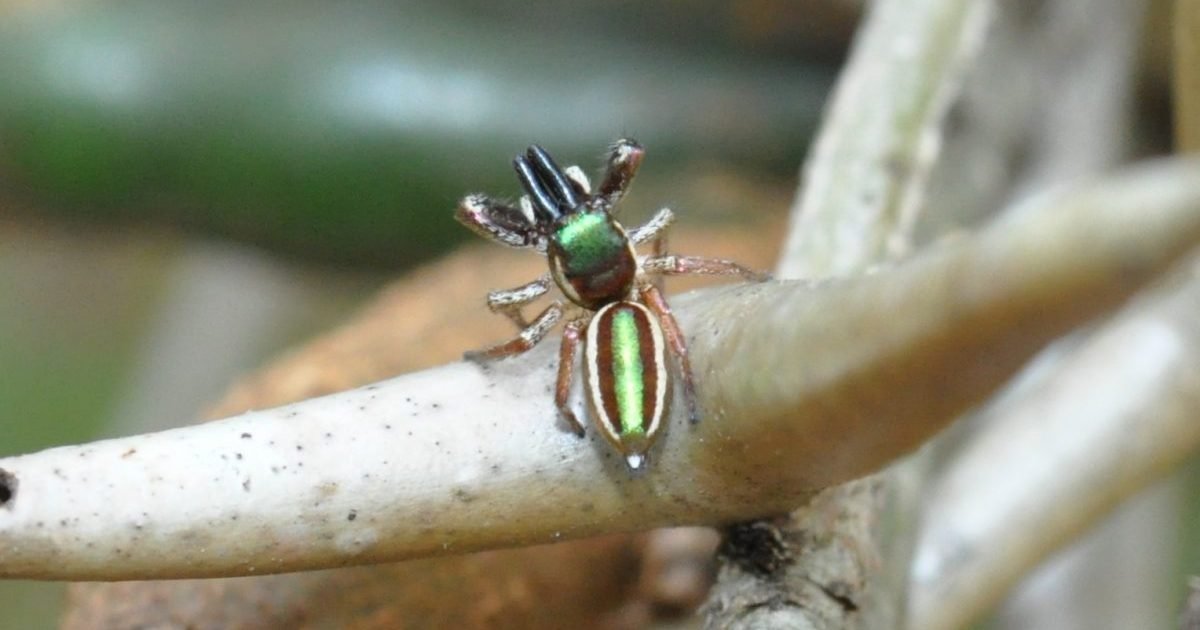 wikipedia e1608318071931.jpg?resize=412,232 - Sur 40 000 espèces d'araignées il en existe une qui est herbivore