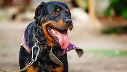 1 chien.jpg?resize=412,232 - Tarn: une femme handicapée a été retrouvée morte, mordue par ses deux rottweillers