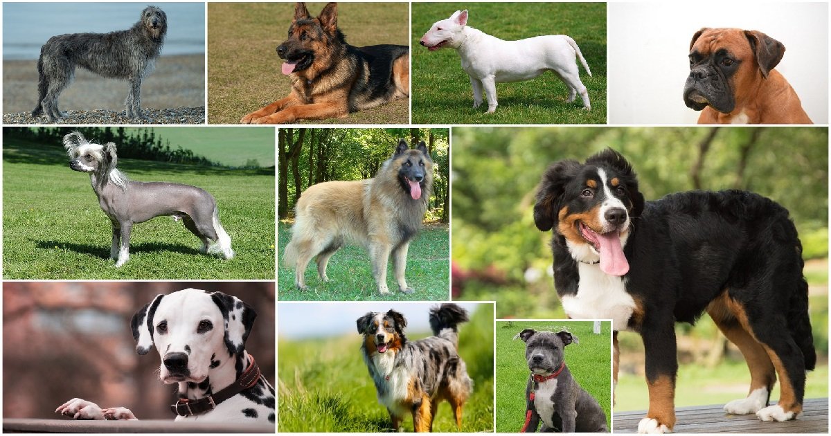 7 chiens.jpg?resize=412,232 - Animaux: quel est le classement des chiens préférés des Français ?