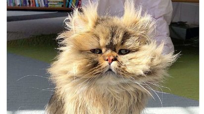 barnaby persian instagram post e1611943687539.jpg?resize=412,232 - Voici Barnaby, le chat qui a toujours l'air de se réveiller de mauvais poil