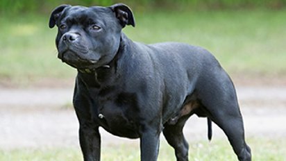 10 chien.jpg?resize=412,232 - Une jeune femme de 25 ans a été mutilée et tuée par son chien alors qu'elle dormait