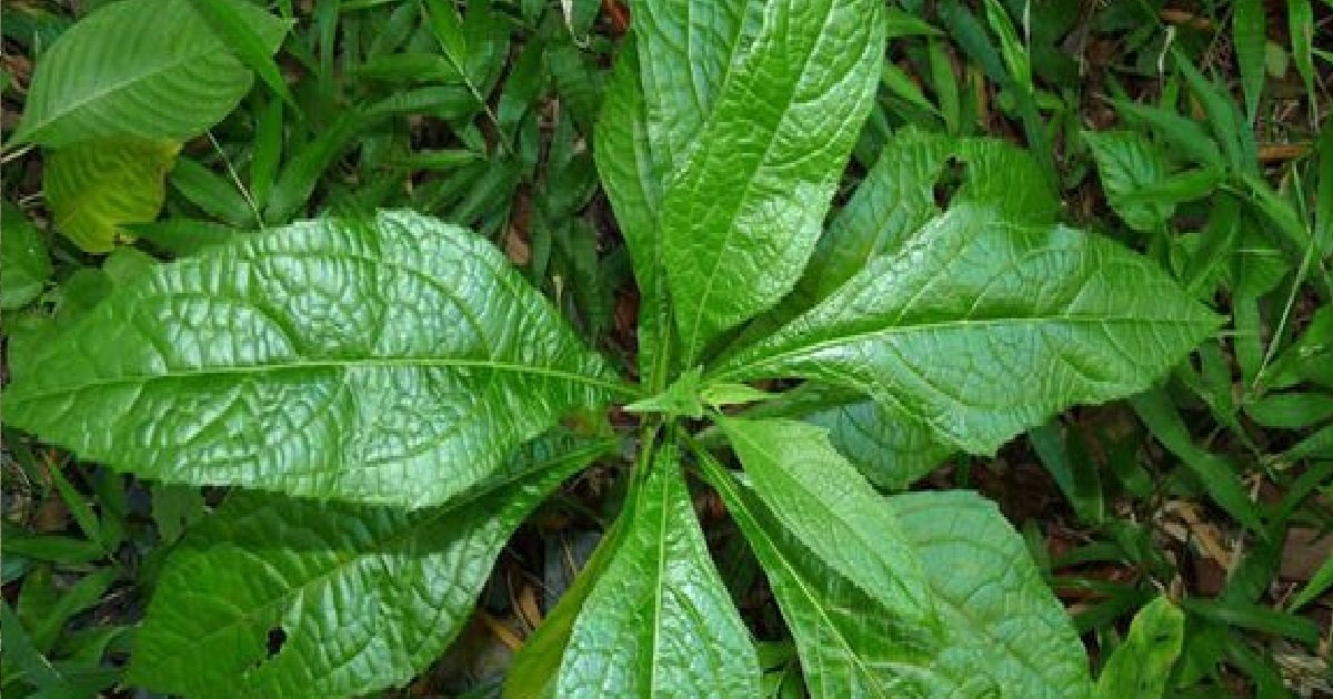 10 zeb a pik.jpg?resize=412,232 - Et si une plante endémique des Antilles était la clé pour lutter contre le coronavirus