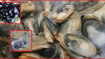 14 coqui 1.jpg?resize=412,232 - Gironde: tous les coquillages du bassin d'Arcachon sont interdits à la consommation