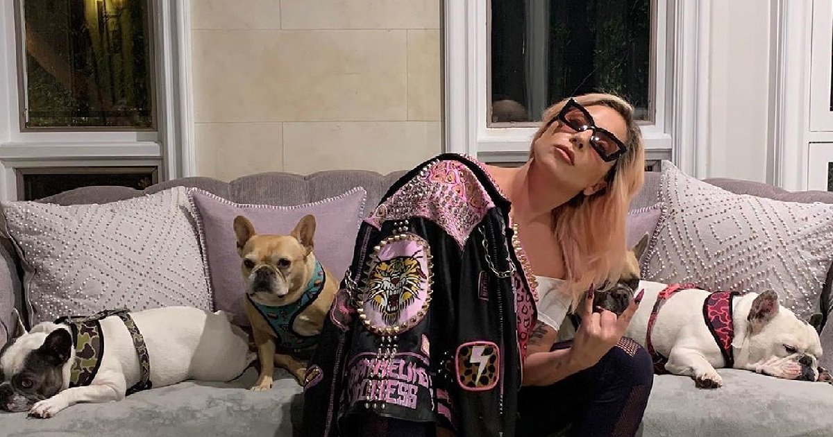 2 lg.jpg?resize=300,169 - Lady Gaga offre une grosse récompense à celui qui l'aidera à retrouver ses chiens