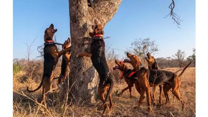 caters news page e1612543764293.jpg?resize=412,232 - Braconnage : Ces chiens sont dressés pour préserver les animaux sauvages