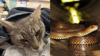chat serpent.png?resize=412,232 - Australie : un chat a sauvé la vie de deux enfants en combattant un serpent dangereux