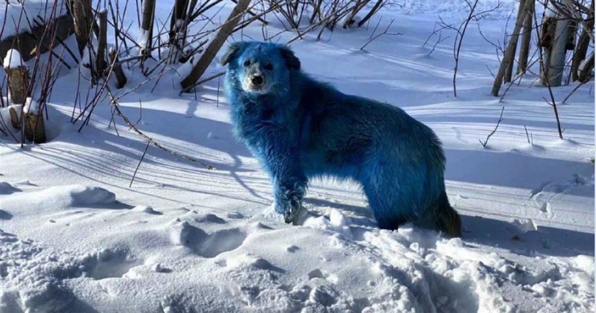 chiens bleus.png?resize=412,232 - Plusieurs chiens bleus ont été aperçus dans une ville industrielle en Russie