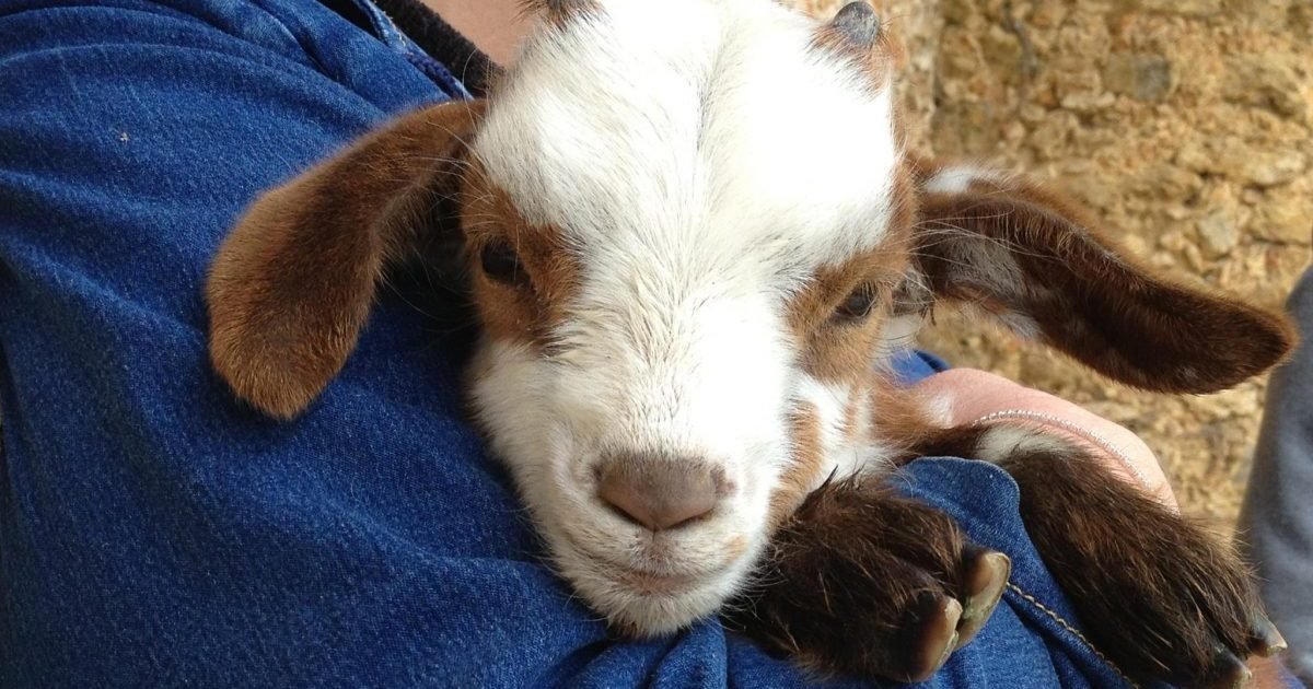fondation assistance aux animaux e1614271825231.jpg?resize=412,232 - Sauvetage de chevreaux : Une association propose l'adoption pour leur éviter l'abattoir