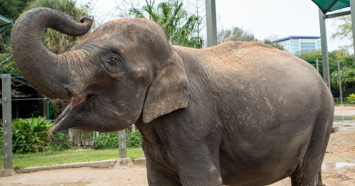 houston zoo e1614353062248.jpg - Espagne : D'un coup de trompe, un éléphant tue un gardien de zoo