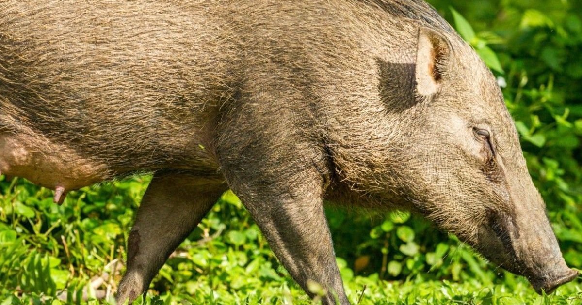 seine et marne les images d un sanglier domestique abattu a bout portant par un chasseur e1614353489719.jpg?resize=412,232 - Des chasseurs ayant abattu un sanglier domestique visés par une enquête