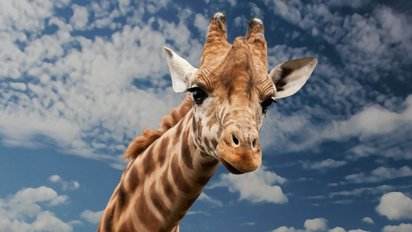 vonjour1.jpg?resize=412,232 - Choquant : une chasseuse pose avec le corps de la girafe qu'elle vient d'abattre