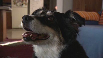 vonjour34.jpg?resize=412,232 - ﻿Un chien très chanceux a hérité 5 millions de dollars de son maitre