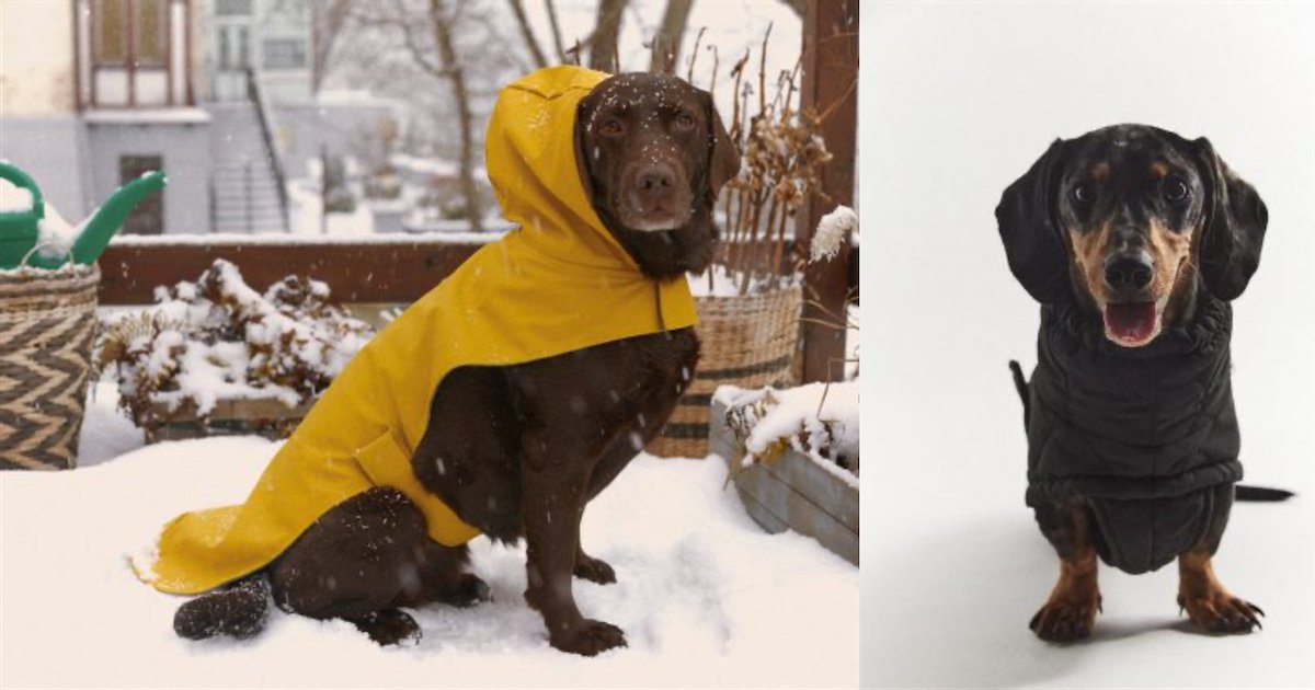 zara.png?resize=412,232 - Zara lance sa toute première collection de vêtements pour chien