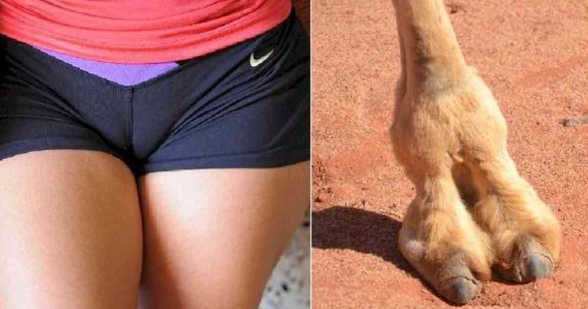 culotte camel.jpg?resize=412,232 - Les Culottes à Bout Camel Sont à la Mode et les Gens les Achètent Vraiment